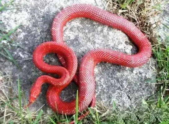 鸡冠,异常迅猛,奇毒无比,可直立上身,发出怪声,叫声如母鸡"咯咯咯",会