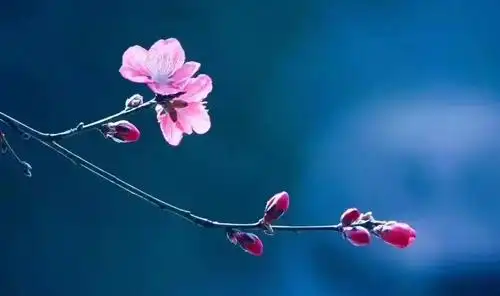 女孩高雅有涵养的名字大全690个