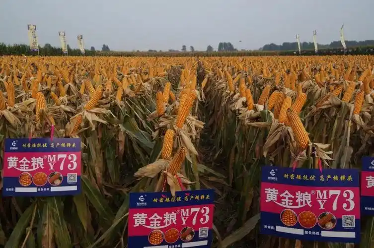 黄淮海最好的玉米品种(黄金粮my73特征特性及产量表心啊)-四五百科