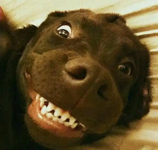 狗子歪头杀 - 一波来自动物界的歪头杀_歪头杀_萌萌哒表情