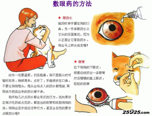 松狮犬怎样上眼药 松狮上眼药的正确方法