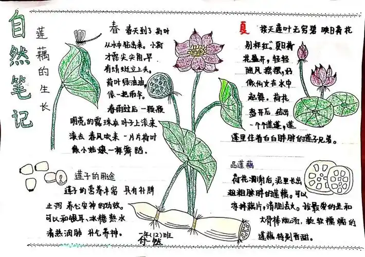 沈阳市浑南新区第二小学学生付一然作品《莲藕的生长》