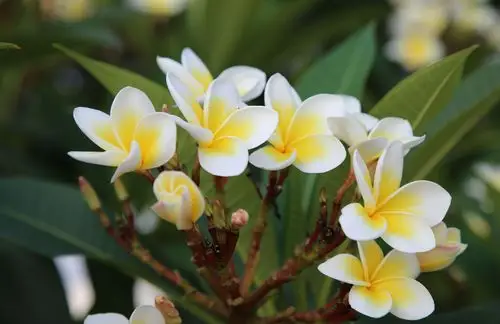 清新脱俗白色鸡蛋花