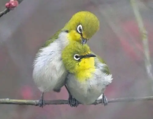 两只小鸟 【文/朱超】