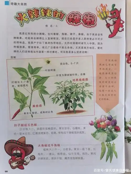 热爱大自然,观察植物,认识植物,辣椒的知识