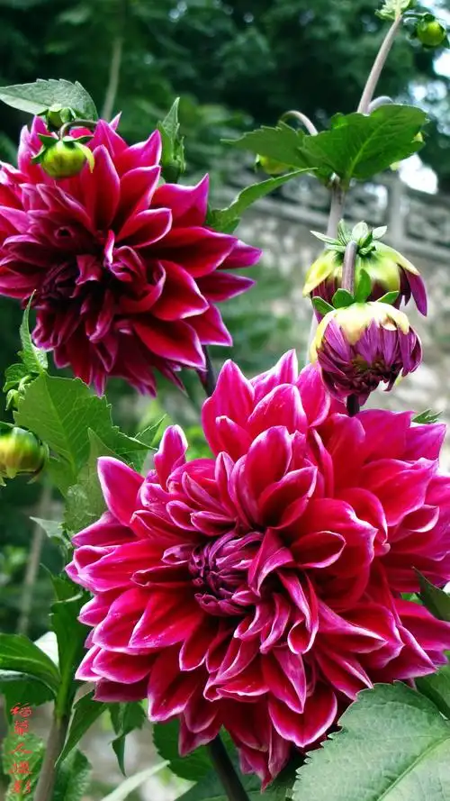 7种"华丽花",花朵碗口大,一朵重一斤,喜欢看大花的别错过