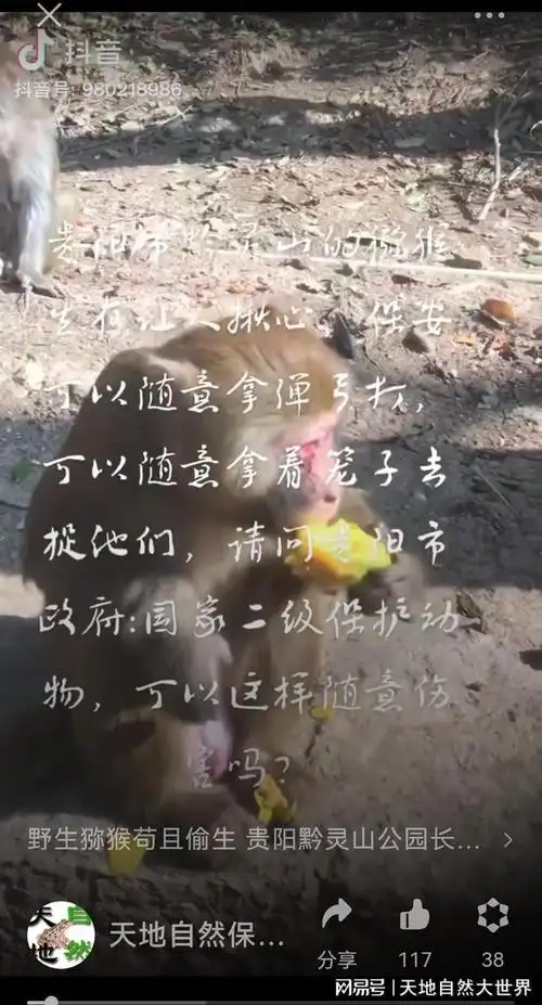 野生猕猴苟且偷生黔灵山公园长期使用弹弓等手段残害二级保护动物