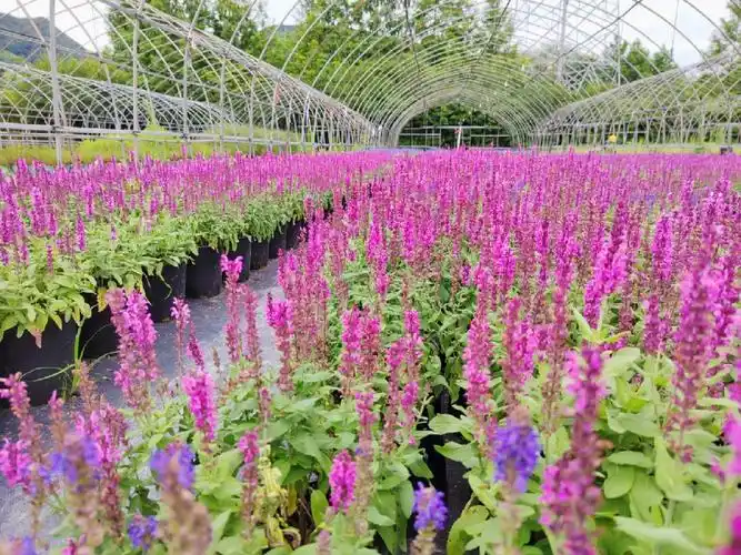 两款鼠尾草在华东地区的表现