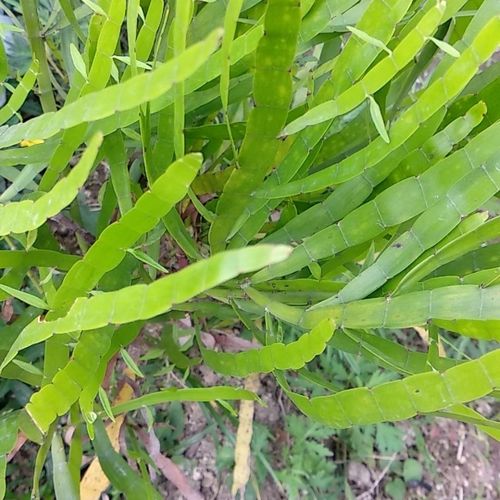 新鲜湿品飞天蜈蚣草竹节蓼有切碎自晒干品