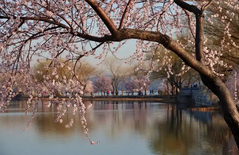 春*西堤*树*桃花