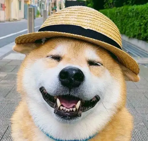 日本这只出生85天的小柴犬是我最近的开心源泉