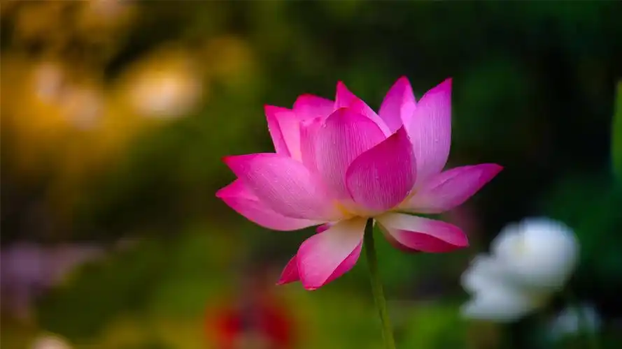 漂亮的睡莲唯美高清桌面壁纸