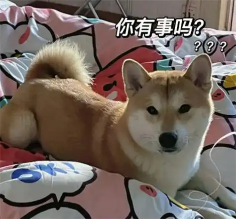 柴犬图片搞笑表情包合集,沙雕又可爱的柴犬表情包精选-笑话网