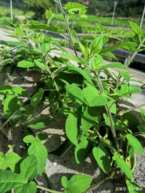 它就是白毛藤(白英)!