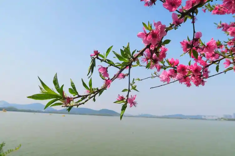 草色青青柳丝长,桃花盛开梨花香, 水边春风轻拂面,畅游云湖踏青来!