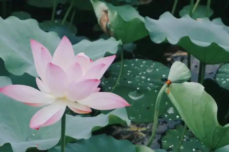 荔湾湖公园之荷花心如止水