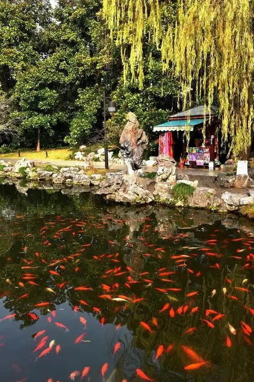 西湖美景——花港观鱼
