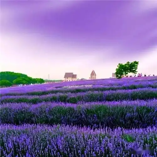 中老年头像大全:微信吉利招财头像图片风景