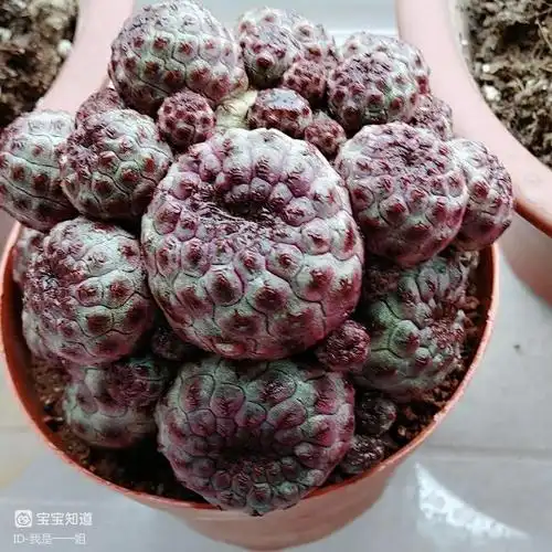 耐旱花卉红丽丸仙人球耐旱漂亮