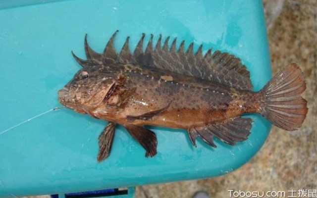 老虎鱼怎么养技巧有哪些