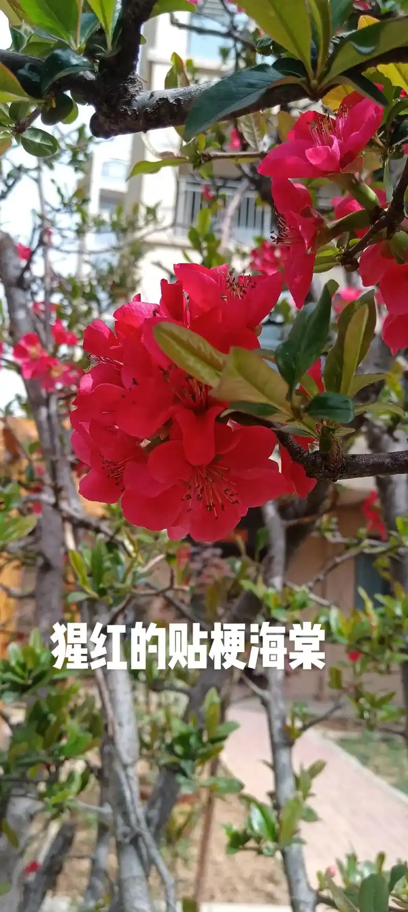 海棠有多个品种,垂丝海棠,贴梗海棠……从花色,到花形,区别很 - 抖音