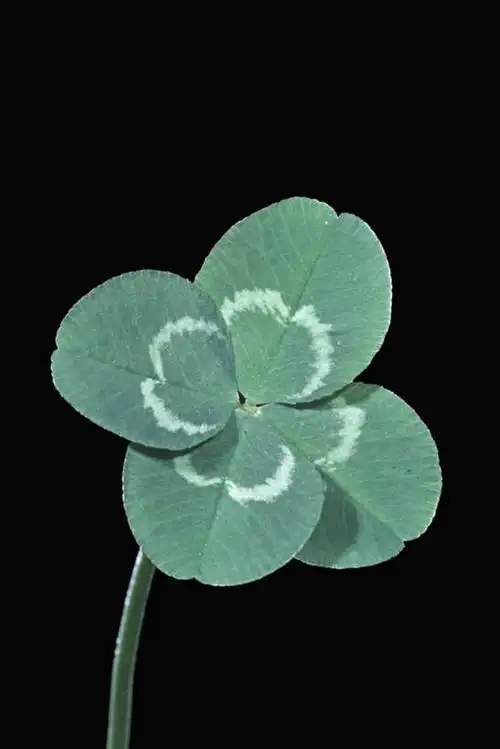 室内,特写,白天,自由,植物,静物,叶子,一片,黑色背景,茎,绿叶,四叶