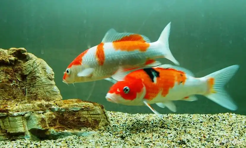 我养了几条锦鲤鱼为什么鱼缸里面的水浑浊无法清除干净