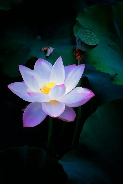 一朵朵盛开的小荷花,娇艳欲滴啊娜咨,不少含苞待放的花蕾上着 蜻蜓.