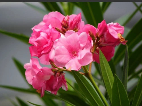 展开全部 夹竹桃花非常漂亮. 夹竹桃是有毒植物. 叶,皮,根有毒.