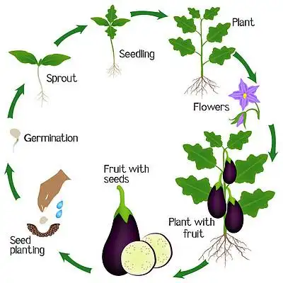 白色背景下 i> i>茄 /i> /i> i> i>子 /i> /i>植株生长周期的研究