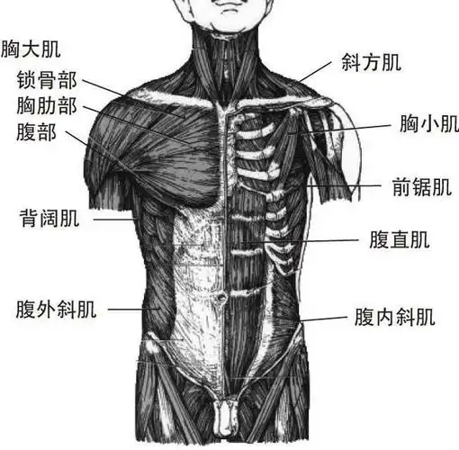 核心训练的核心指的是什么