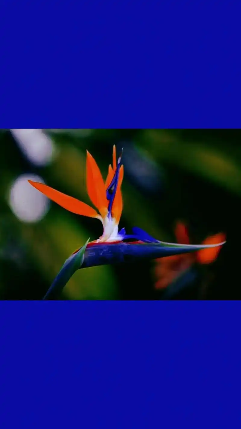 一花一草一世界 #唯美意境 #鹤望兰 #手机壁纸 @do - 抖音