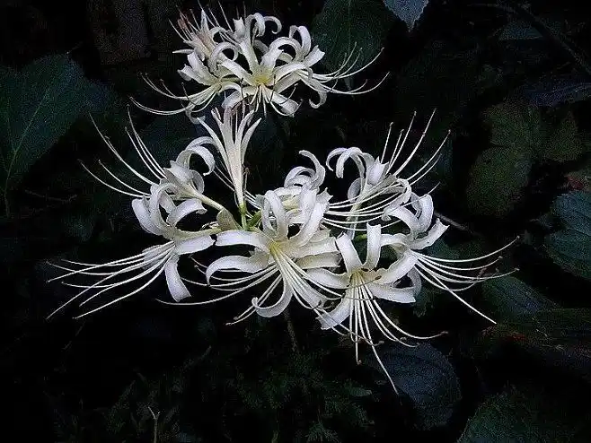 传说中的引魂之花,冥界唯一的花———彼.