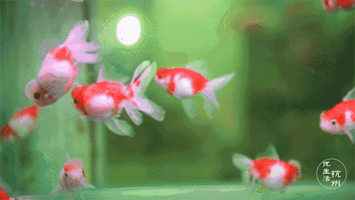 500_282gif 动态图 动图