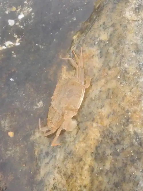 大福在半月湾海边赶海捉小螃蟹