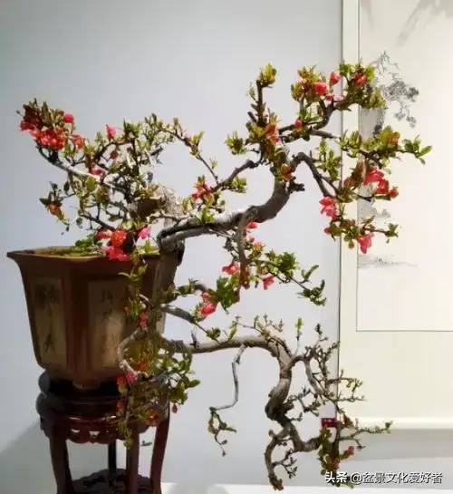 花中神仙海棠盆景等你来赏