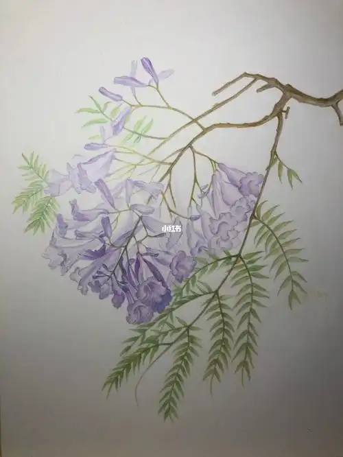 手绘彩铅轻盈的蓝花楹