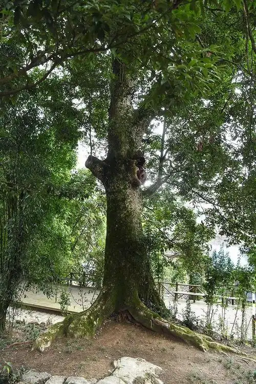 重庆酉阳有一个世界上最大的千年金丝楠木群,最大一棵胸径2.1米