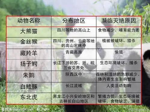 我国的珍稀动物ppt