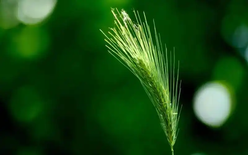 眼睛是不是有一点舒服的感觉.喜欢就把它设置成你的壁纸吧.