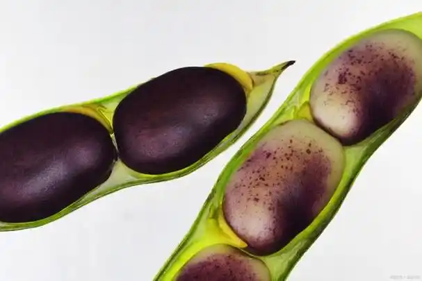 茄子籽变黑了还能吃吗