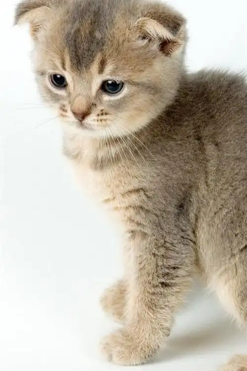 iphone 壁纸 两只小猫,可爱的宠物