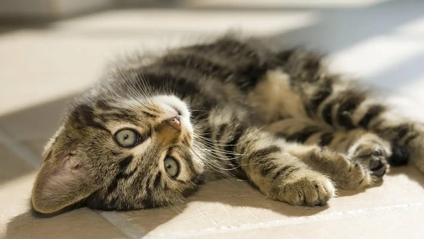 呆萌可爱萌宠猫咪图片桌面壁纸