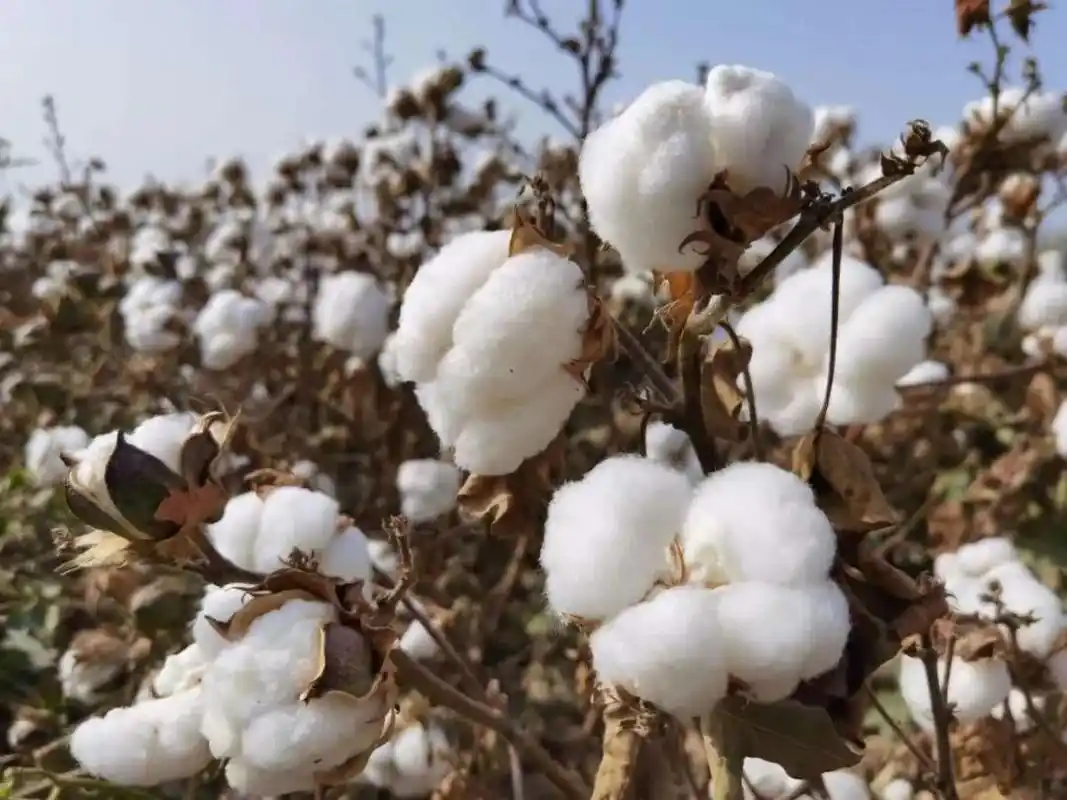 优质棉花丰收在望敬请收看阿里木棉花补钾账