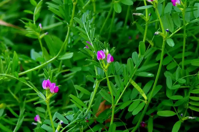 辨花识卉救荒野豌豆