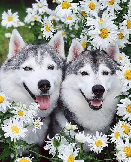 两只哈士奇秀恩爱,画风好甜