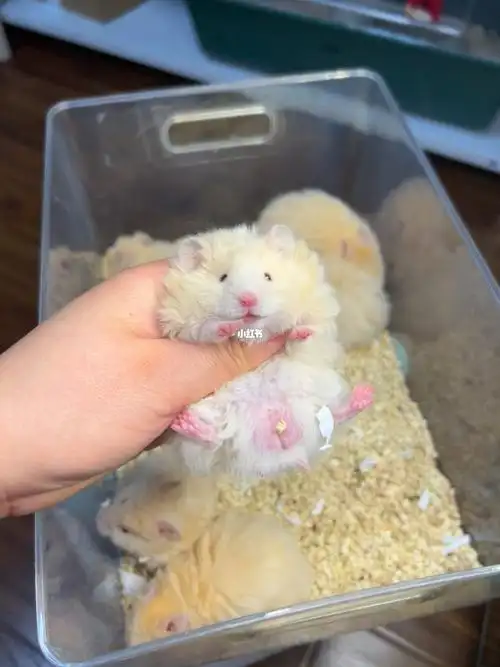 卷毛面纹蜜一窝