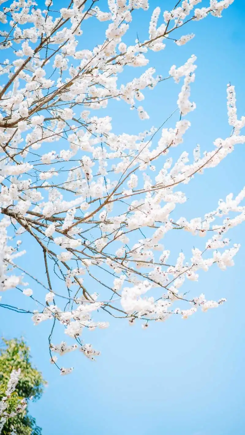 樱花唯美意境手机壁纸图片,风景,唯美,风景,高清,小清新,意境,樱花