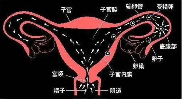 试管婴儿和自然怀孕的宝宝会有区别么?_卵子_精子_子宫