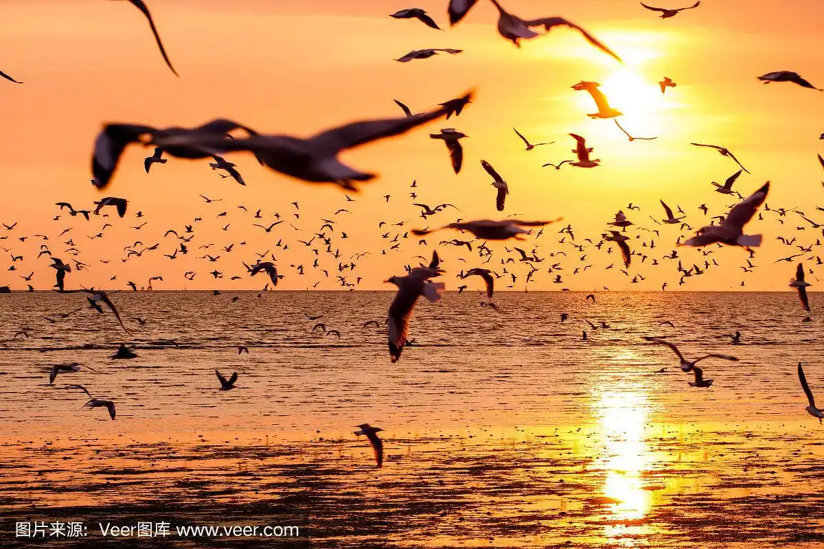 日落时海鸥的剪影